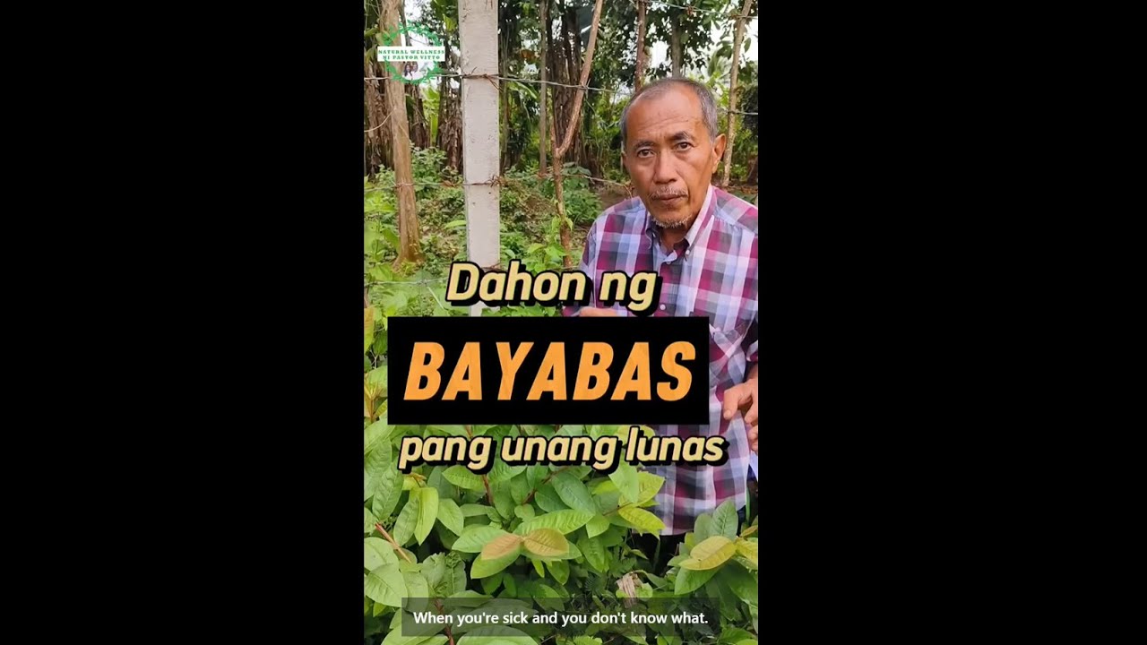 Dahon ng bayabas pang unang lunas
