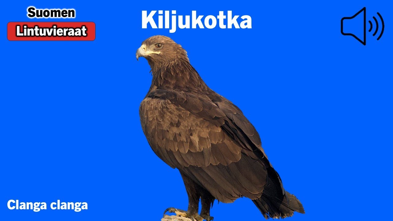 Kiljukotka - Aquila clanga - Greater Spotted Eagle - större skrikörn - AQUCLA