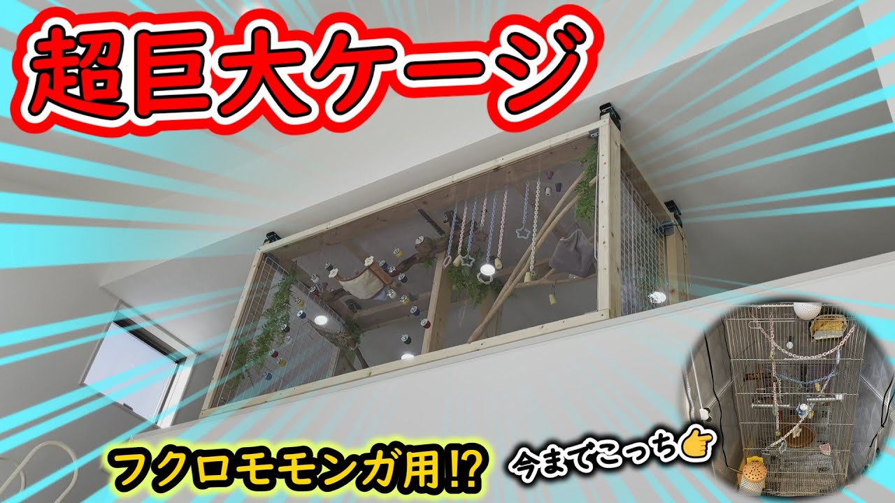 【DIY】182cm‼フクロモモンガ用ケージ（壁に穴無し）を自作しました‼我が家の「もこ」”夜”の為に頑張るパパの本気