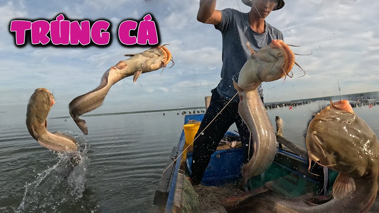 Hôm nay SANG câu cá ngát kiếm cá bán mua gạo #sangsanbat 50