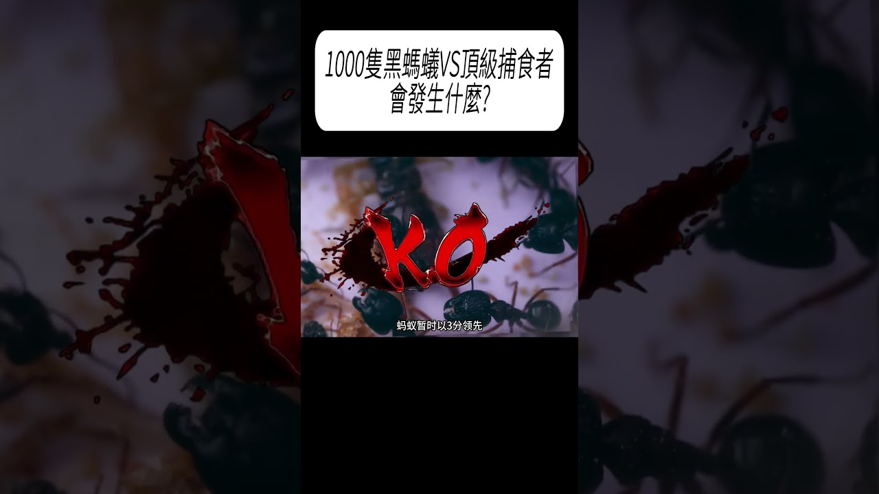 1000隻黑螞蟻VS頂級捕食者，會發生什麼?#科普 #漲知識