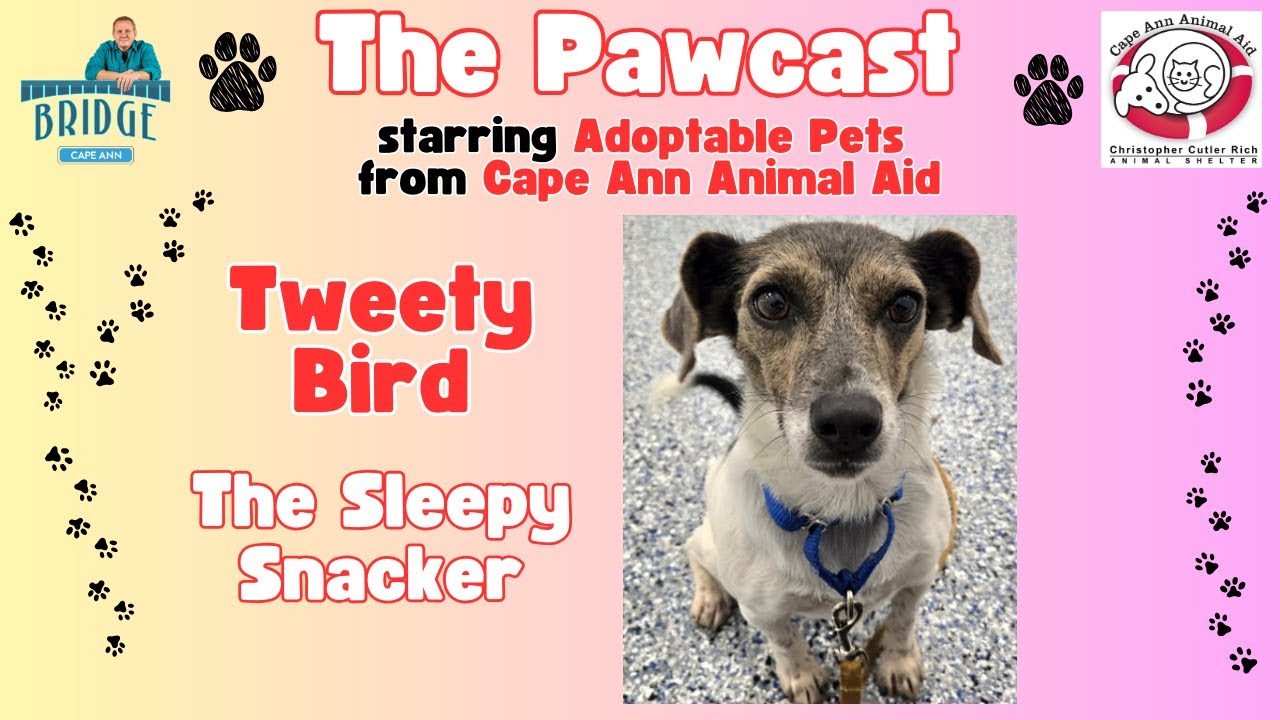 The Adoptable Pets Show | Tweety Bird the Sleepy Snacker