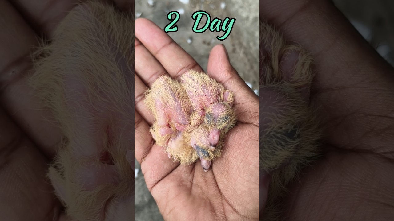 pigeon baby growth first time egg se 30day #baby pigeon growth 1-30days old #kabutar#pigeon #viral
