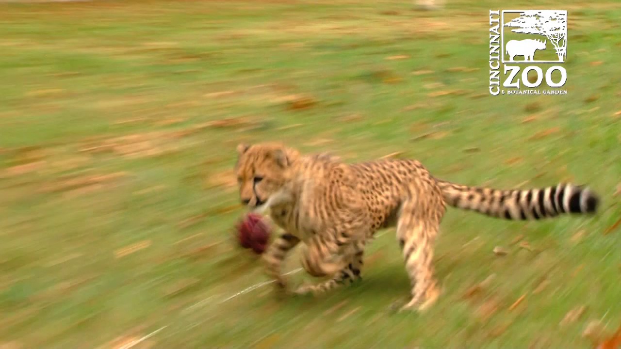 Cheetah Cubs Starting to Run - Cincinnati Zoo