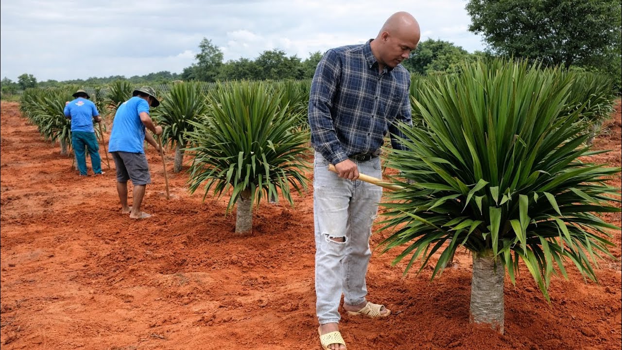 H&Ocirc;M NAY TRỒNG C&Acirc;Y PH&Aacute;T T&Agrave;I| CUỘC SỐNG N&Ocirc;NG D&Acirc;N