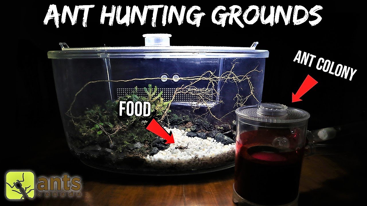 MY ANTS' NEW HUNTING GROUNDS