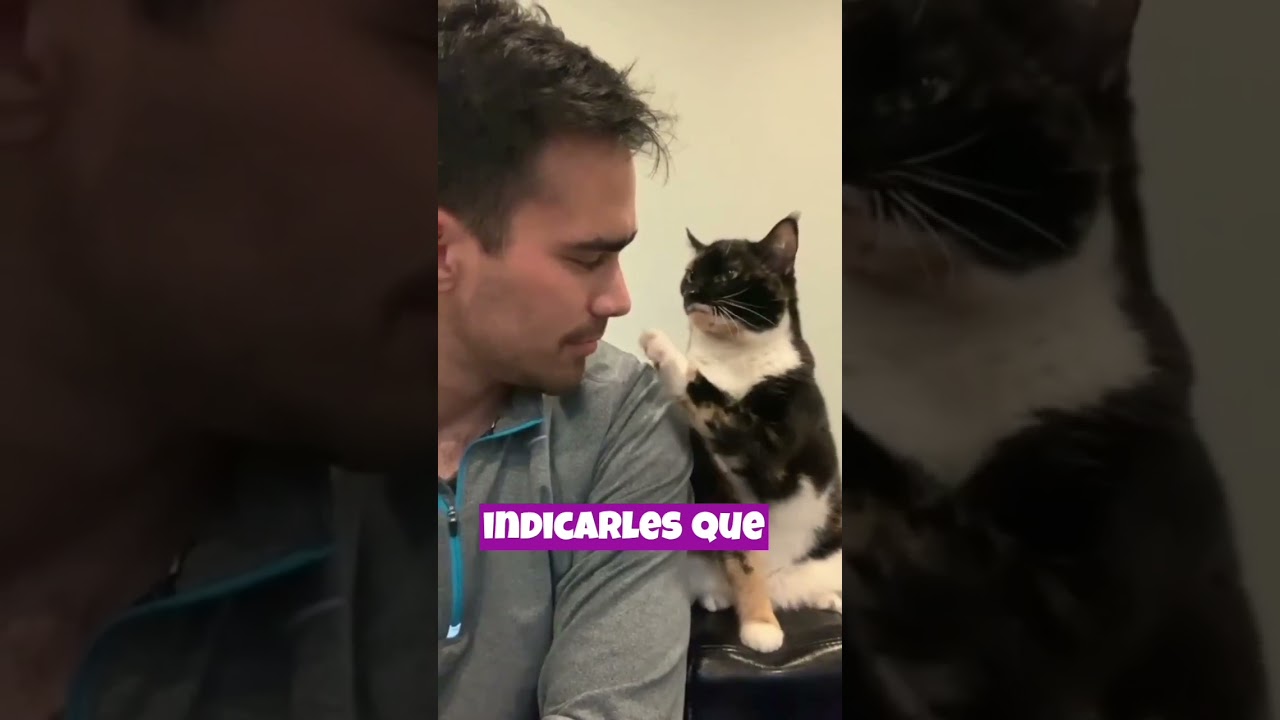 &iquest;Los gatos entienden cuando les hablas? #catlover #shortvideo