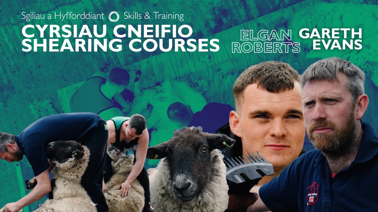 Cneifio Fel Pencampwr:Hyfforddiant gyda Cyswllt Ffermio | Shear Like a Champion with Farming Connect