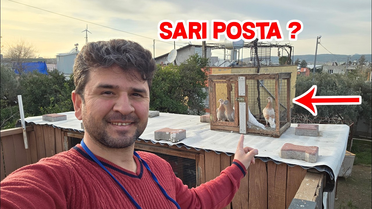 Tüm Güvercinleri Aynı Anda Uçurdum Kanadı Bağlıları Konargaya Çıkardım 
