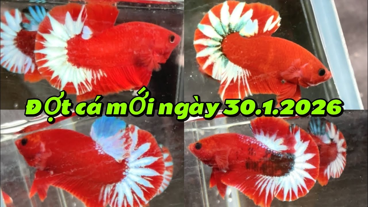 Đợt cá red fancy mới ngày 30.1.2026 khuyến mãi khi mua 2 mã số miễn phí ship (0336306334 linh)