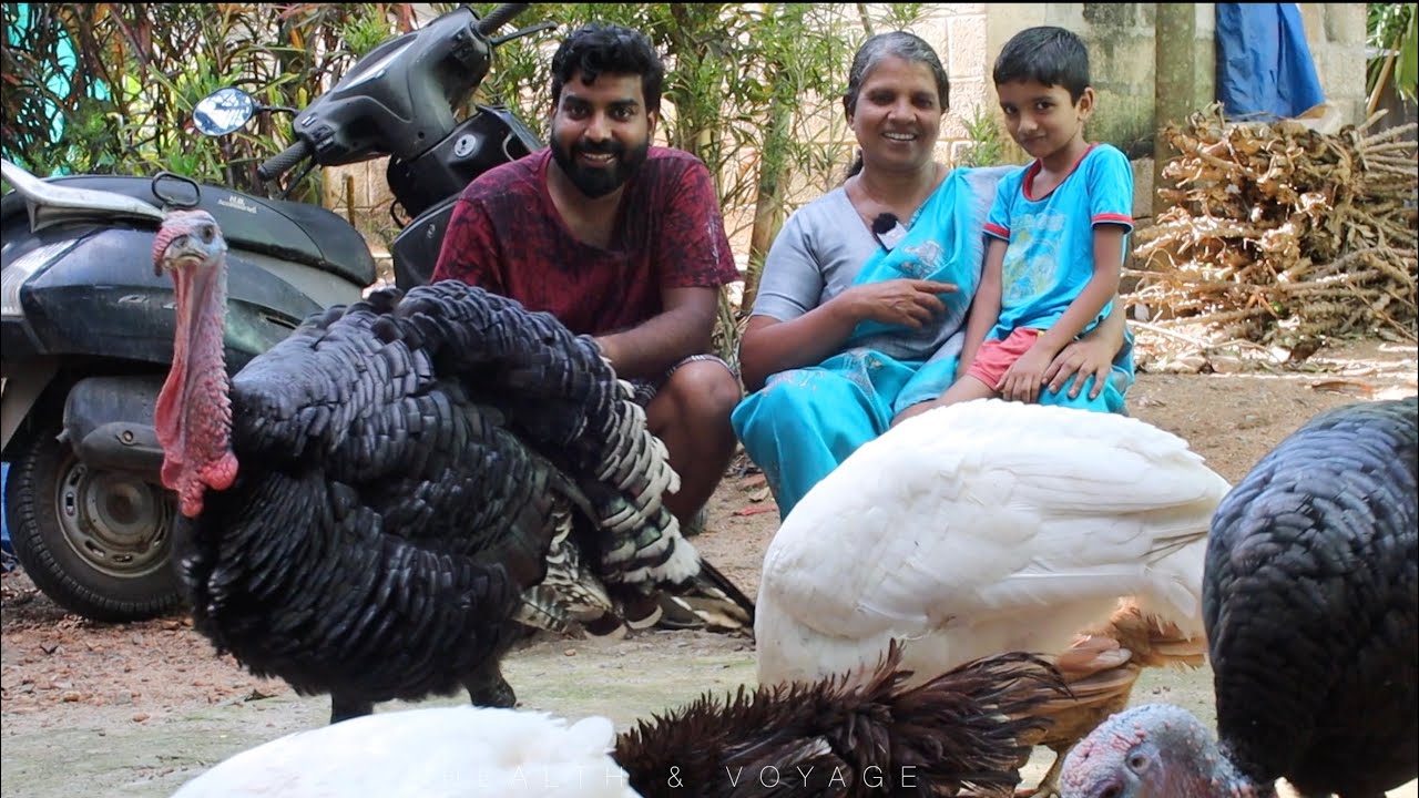 ടർക്കി കോഴികളെക്കുറിച്ച് അറിയേണ്ടതെല്ലാം | Turkey Kozhi | Turkey Bird | Turkey farming at home