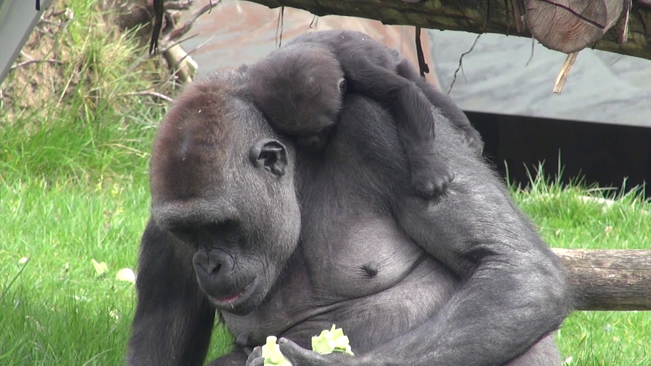 GORILLAS Mayani & Thandie @Zoo Antwerpen 6-4-2019