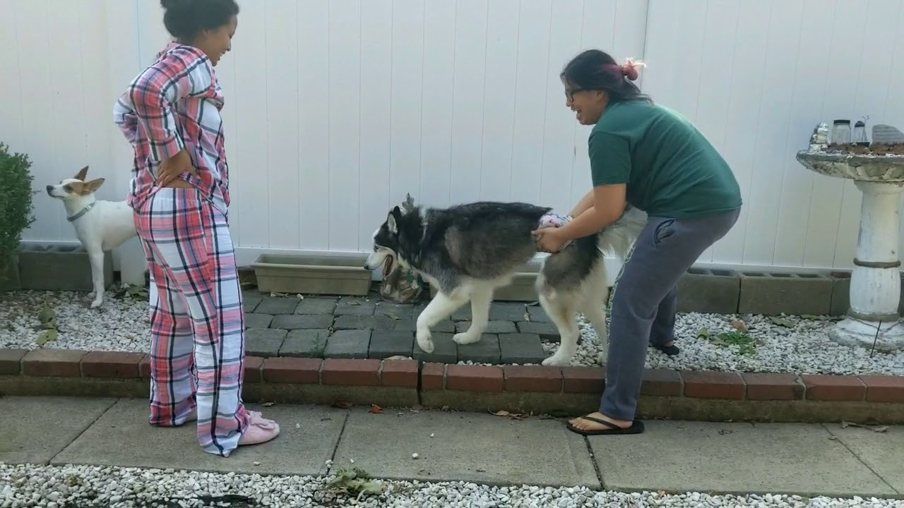 Husky Tallis spinal stroke, rehab, and recovery part 1