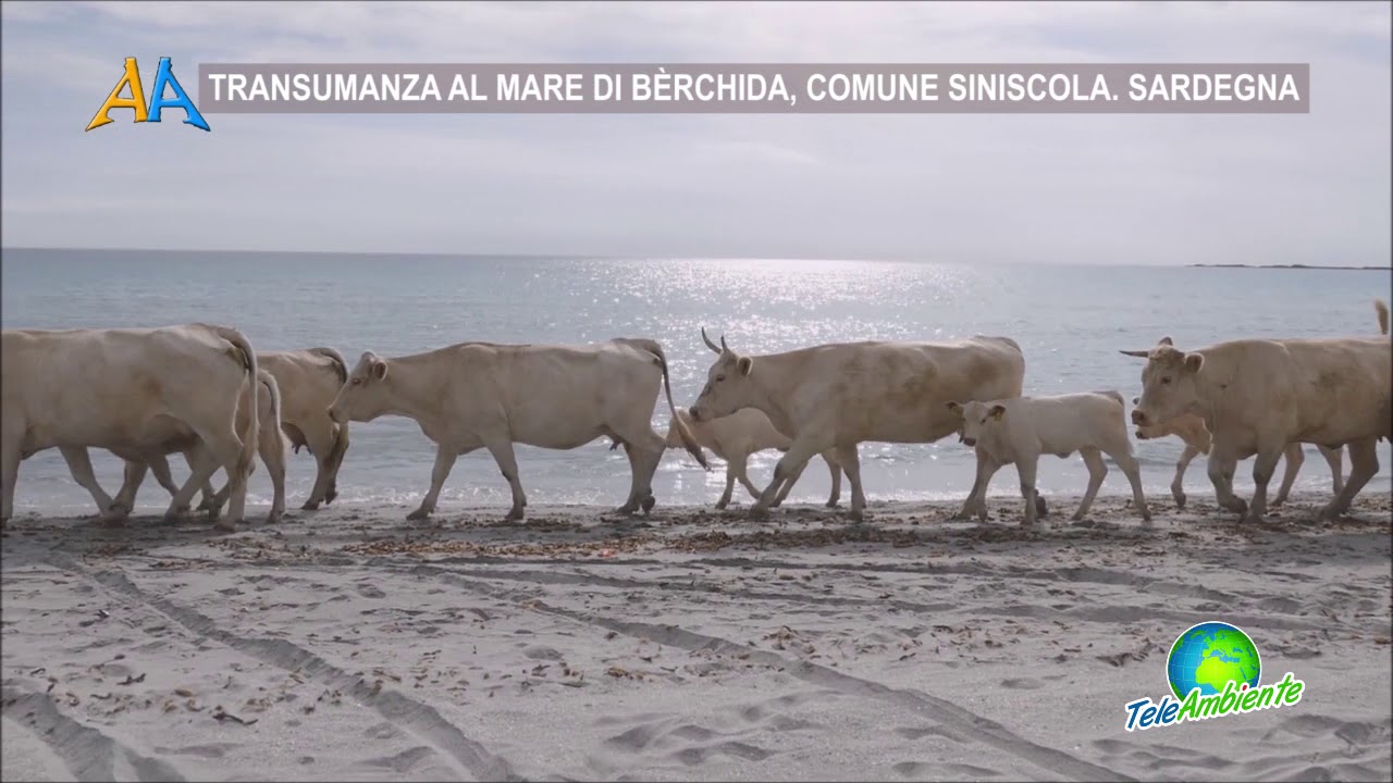 TRANSUMANZA AL MARE DI BÈRCHIDA, COMUNE SINISCOLA. SARDEGNA
