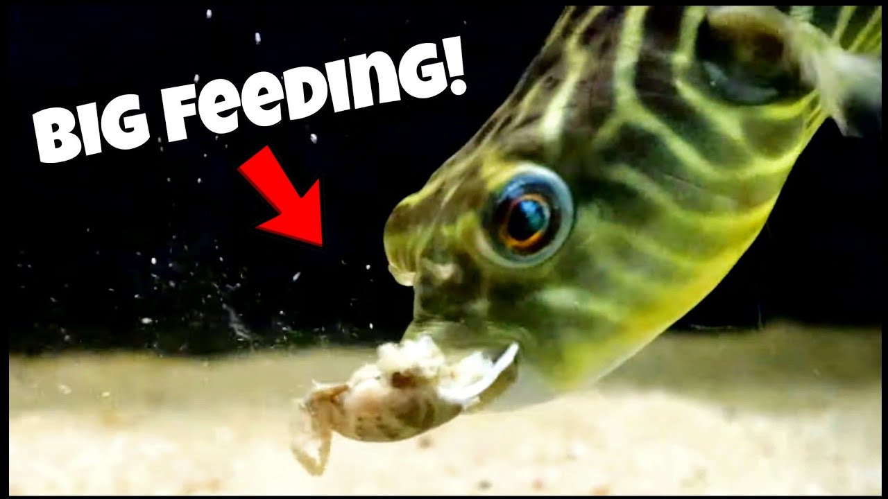 Top 5 Most AGGRESSIVE Fish I Have! (Feeding Compilation)