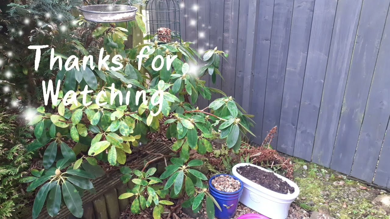 Tiny bird in my garden