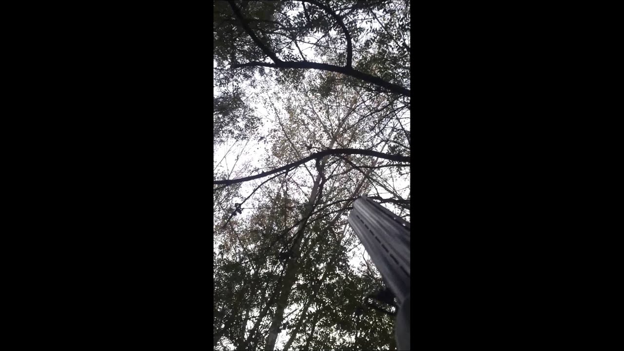 Test cri de detresse appeau corneilles FT3