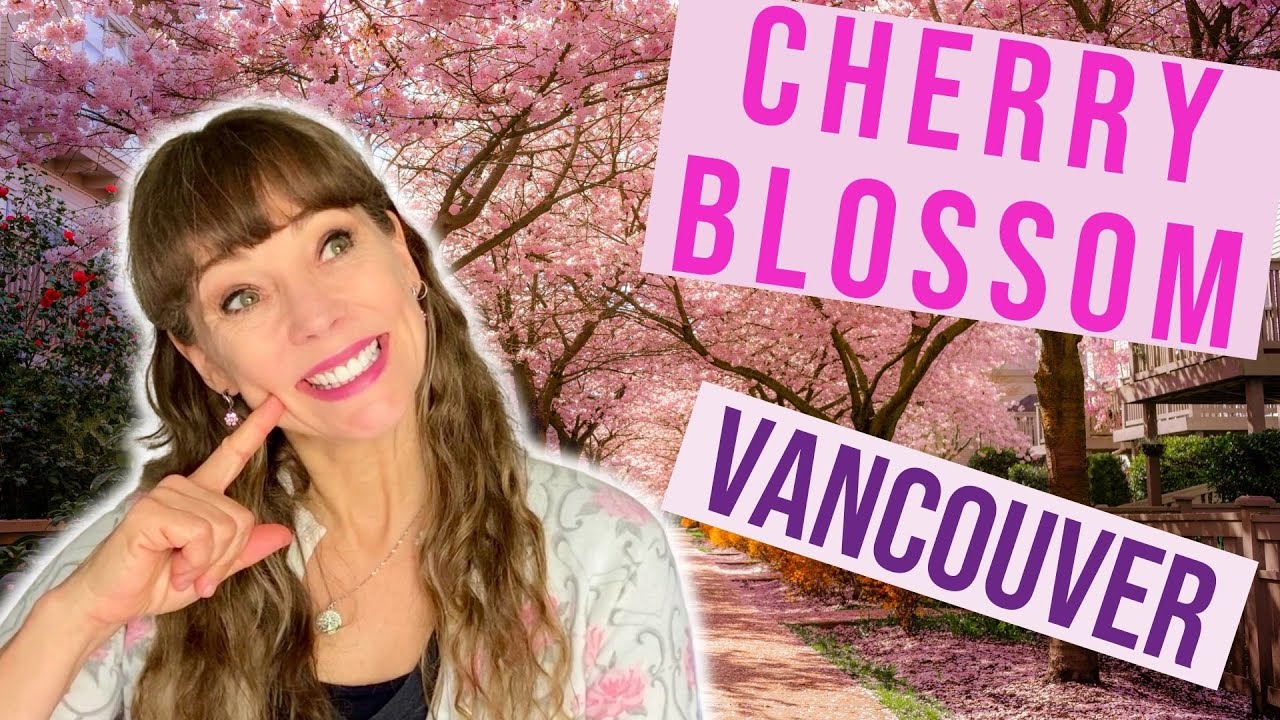 🌸🌸 When do Cherry Blossoms Bloom? Vancouver in the Spring, Beautiful Cherry Blossom Tree 🌸🌸