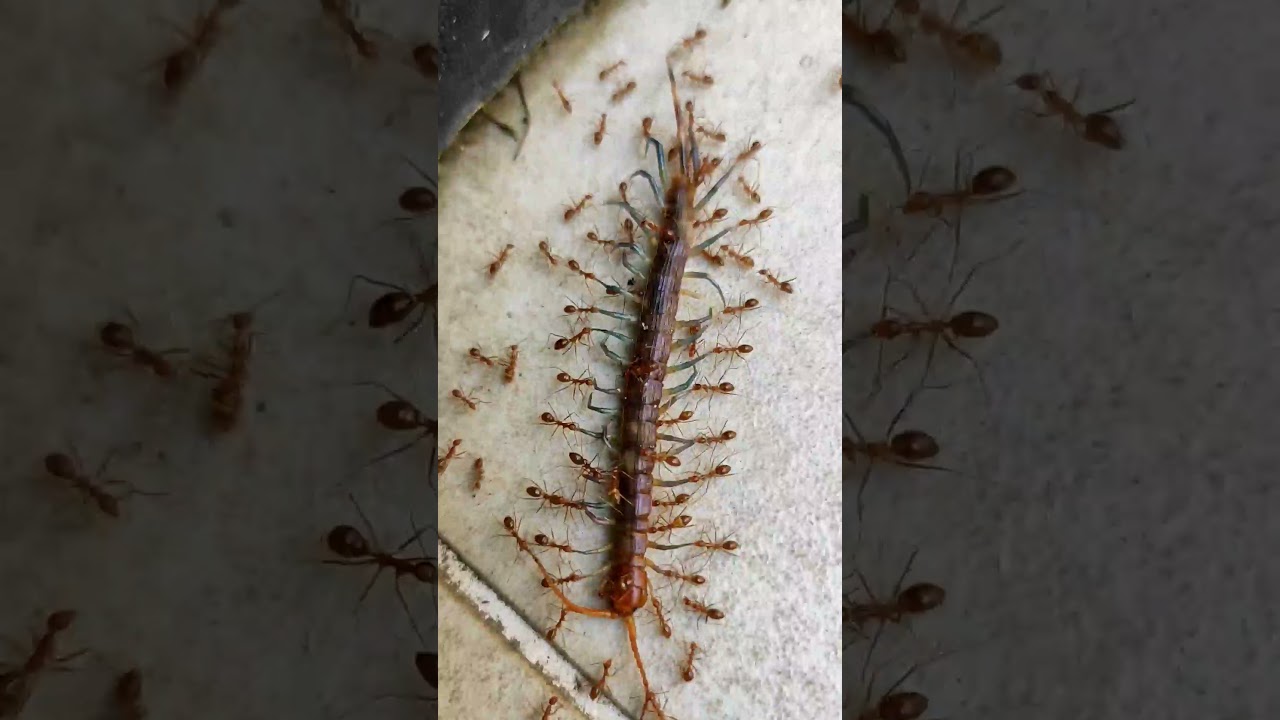 ANTS VS CENTIPEDE #shorts