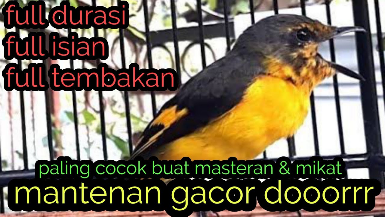Masteran burung mantenan gacor super jernih full isian