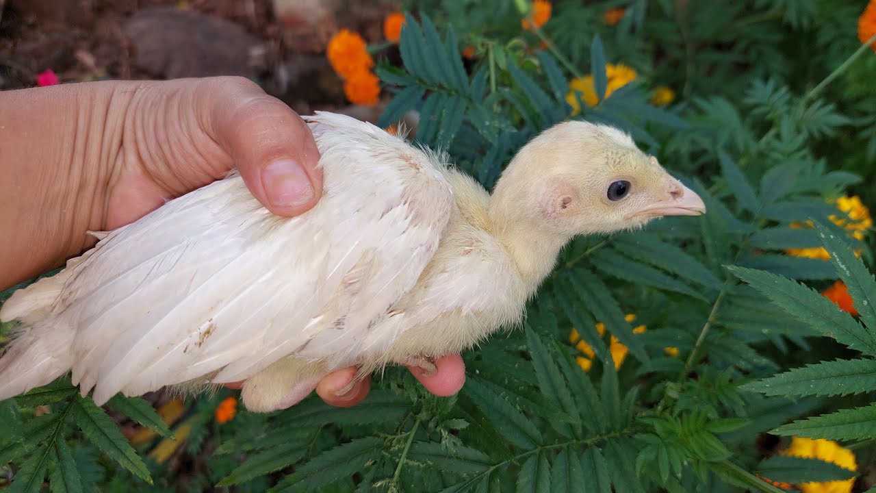 🔴PREVIENE así la VIRUELA AVIAR en tus AVES ✅️ #guajolotes #pavos #gallinas
