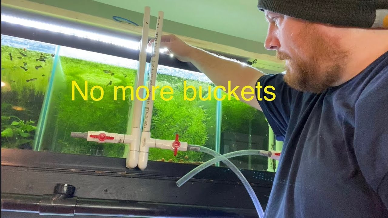 Fish room Overflow water change system