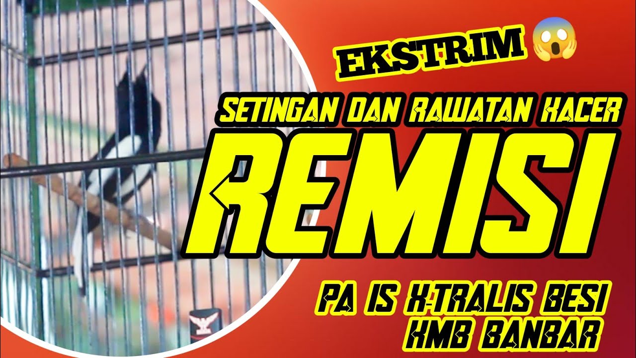 DI JOR ULET HONGKONG 😱 CARA MERAWAT BURUNG KACER | SETINGAN KACER | KACER REMISI