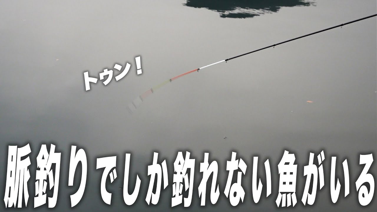 【海上釣堀】確実に釣果を増やす！脈釣りの始め方