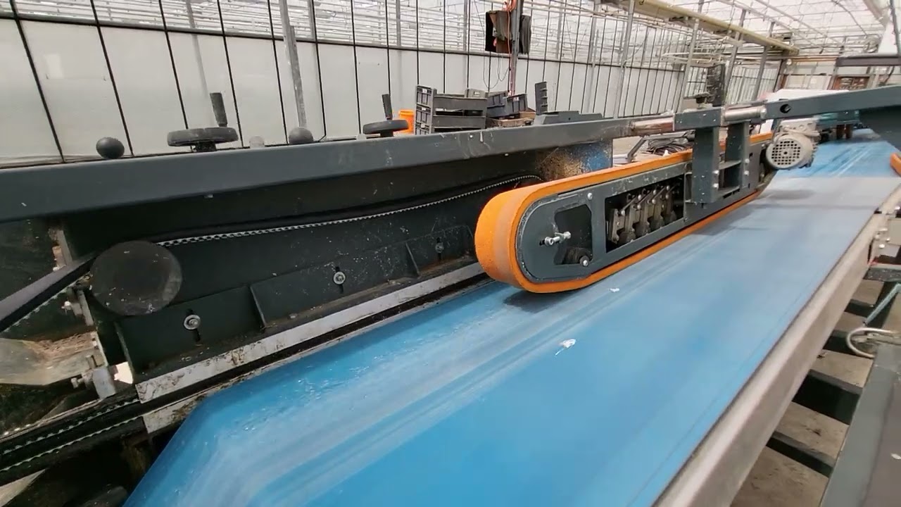 Havatec Quality Buncher with debulbing machine