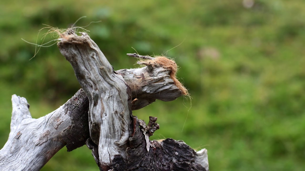 Pareidolie Geheimnisvolles in Wald und Holz