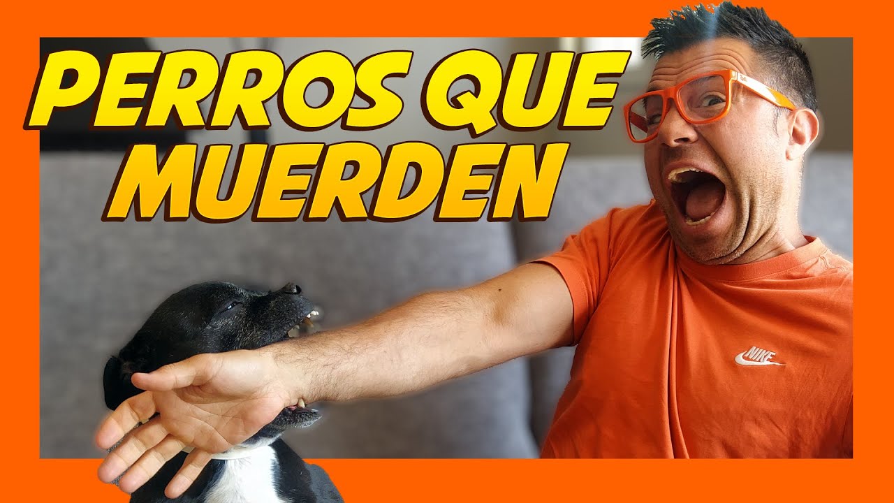 ⚠️ ¿Por qué mi PERRO me MUERDE 🐶😩? | Educación Canina 📝