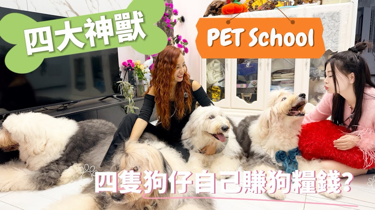 愛心狗媽媽16年間救助無數隻狗狗|家中4隻古牧齊當家|開設寵物溫馨寄養幼稚園