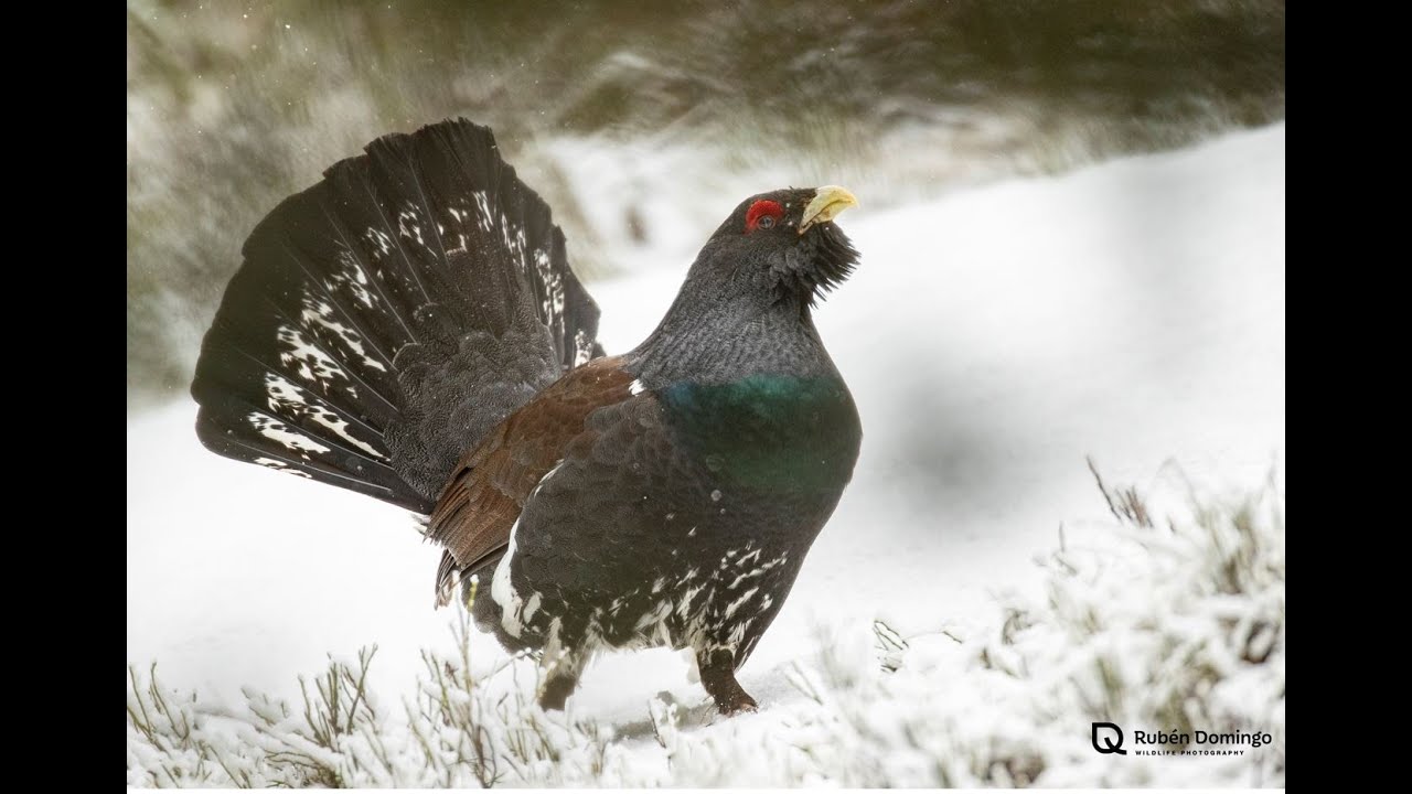 DURMIENDO CON UROGALLOS | CAPERCAILLIE | WILDLIFEPHOTOGRAPHY | PIRINEOS