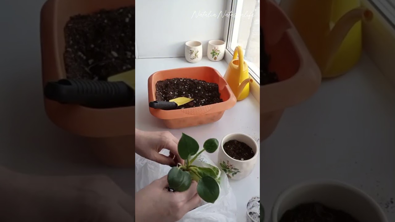 29/Пересаживаю цветы🪴 Готовим салат с кальмарами 🥣#natalianatashalife #горшечныецветы #рецепт 