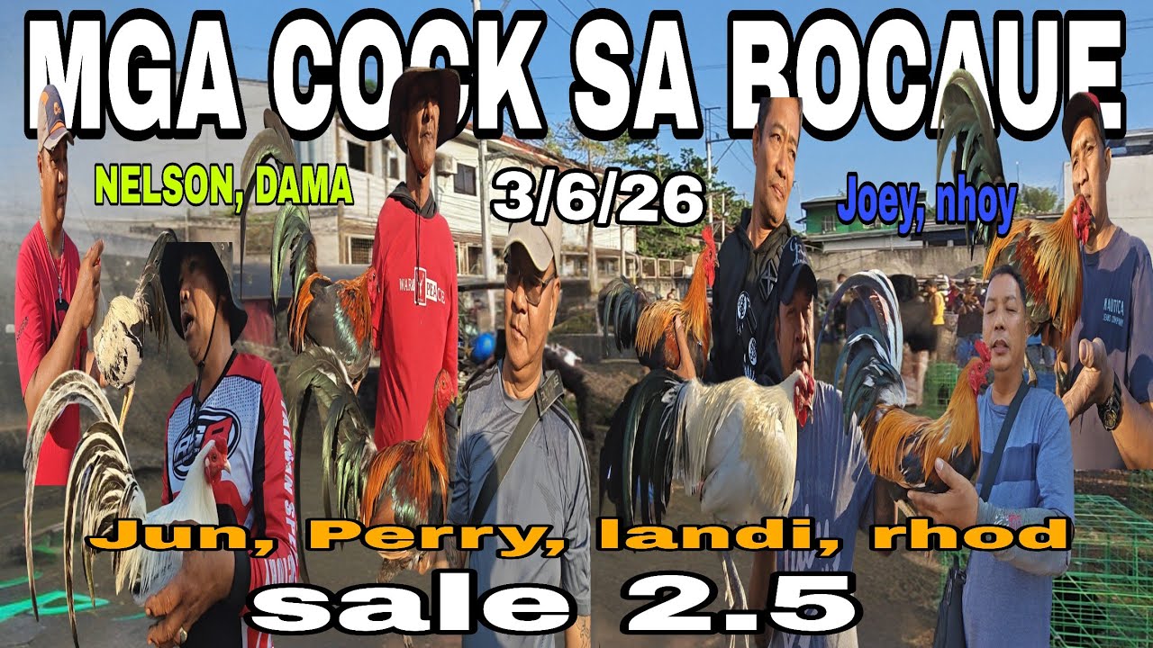 Mga cock na pang masa ni boss rhod bocaue Friday 3/6/26 at boss lando