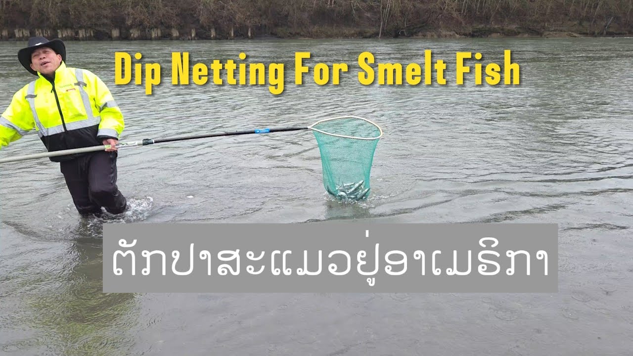 Dip Netting Cowlitz River For Smelt fiih ຕັກປາສະແມ່ວຢູ່ລັດ ວໍຊີງຕັນ, USA