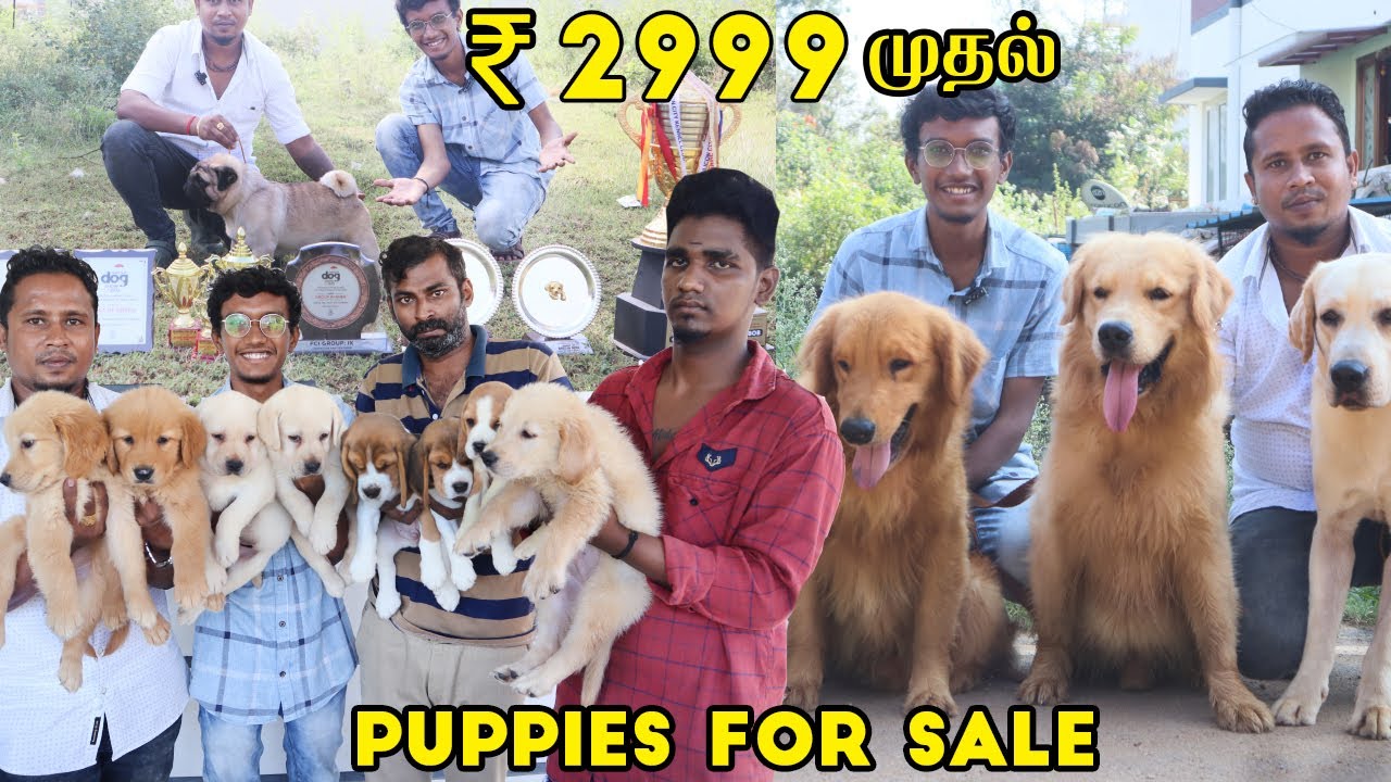 Puppies For Sale 2999/- | Dog For Sale | All Breed's Available | Quality Puppies Dog Kennel in Tamil