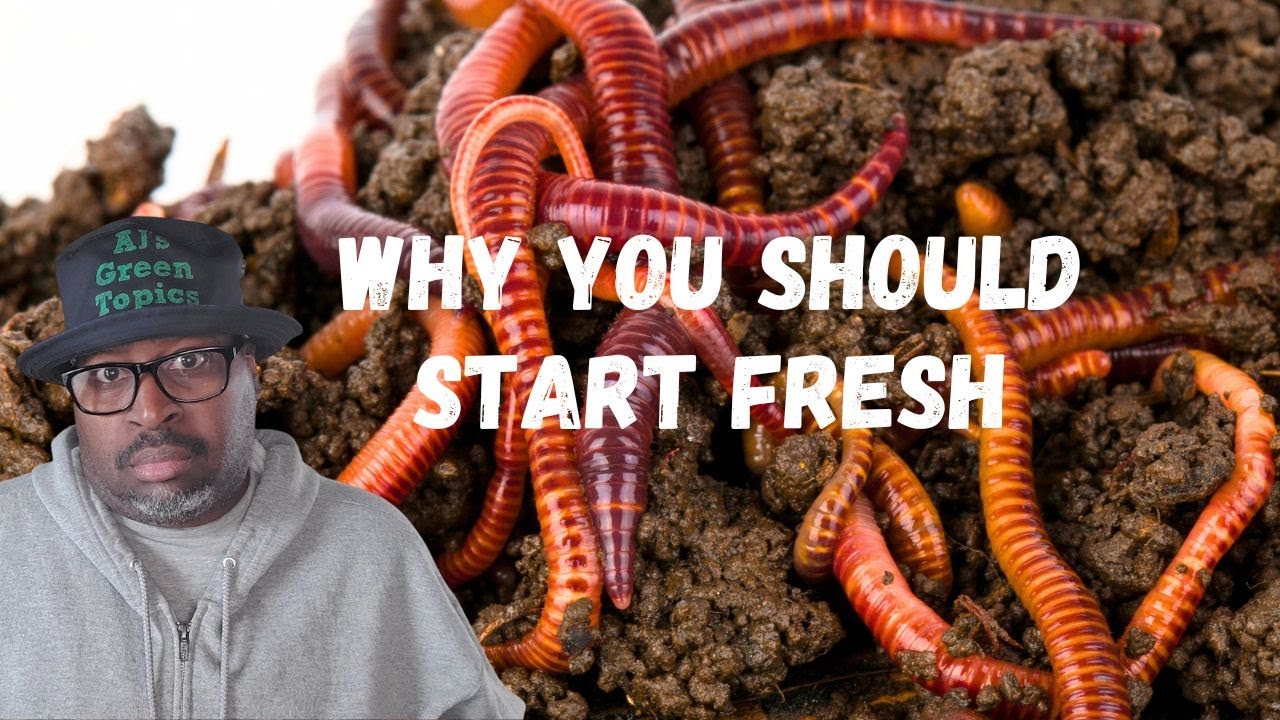 Why Start A NEW Worm Bin For The First Time