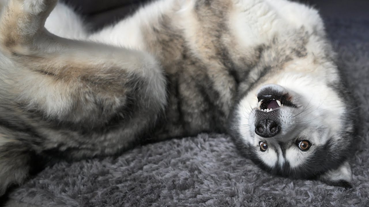 Husky Interrupts Me And Kicks My Mum!