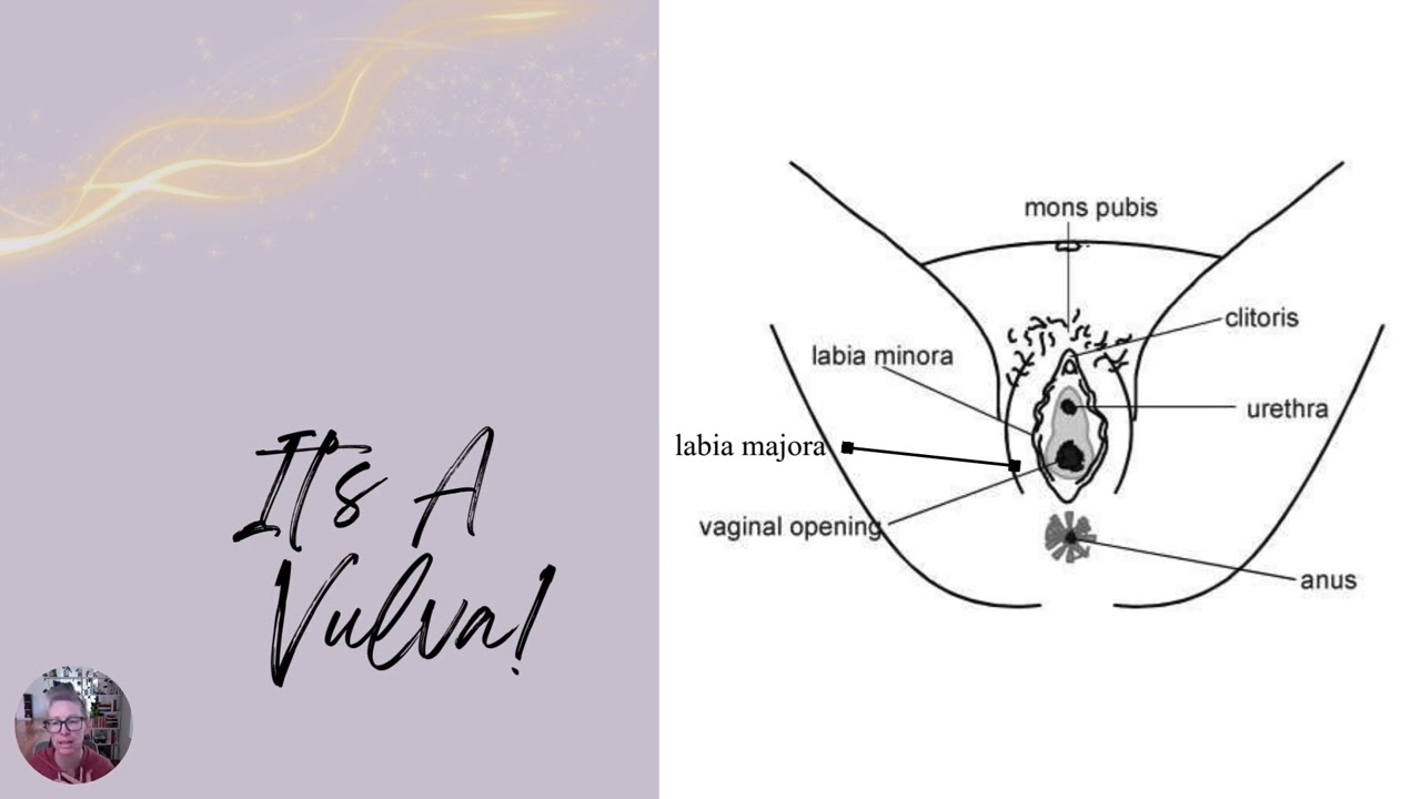Anatomy of the Vulva + Clitoris | Her Time Therapy Mini Workshop