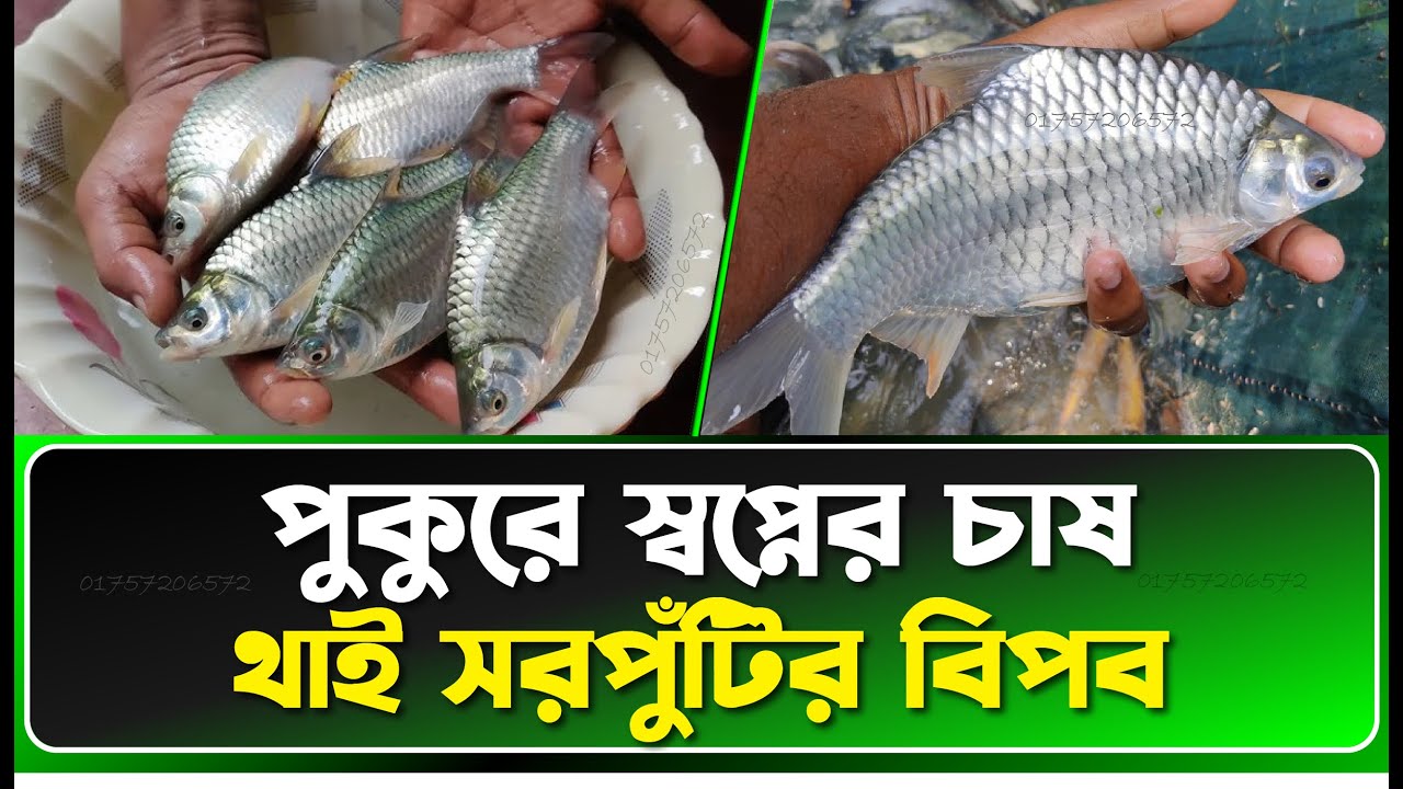 ✅ থাই সরপুঁটি পোনা চাষের সঠিক নিয়ম! 🐟 Thai shorputi fish farming in bd | Fish Live BD
