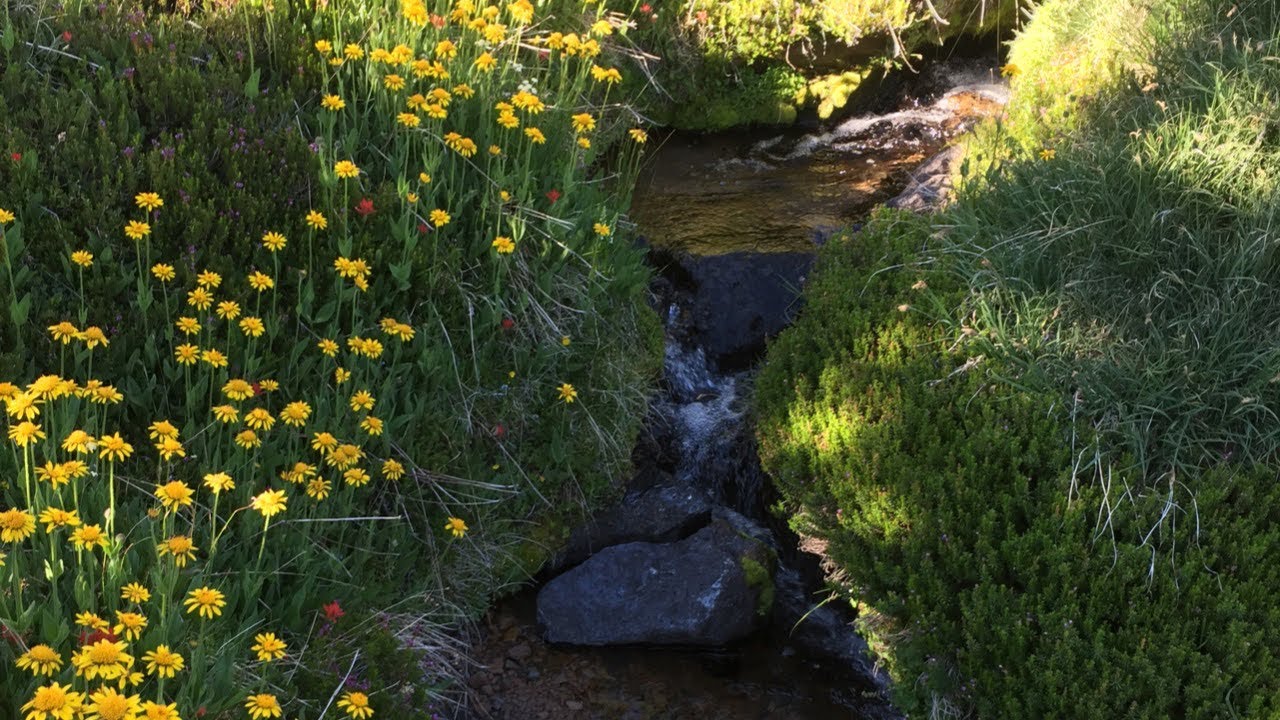Mount Shasta California South Gate Meadows Spiritual Site to Hike and Visit