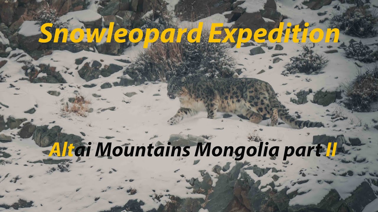 Snow Leopard Expedition Tour Altai Mountains Mongolia Episode 2 | Snow Leopard Expedition 2023.