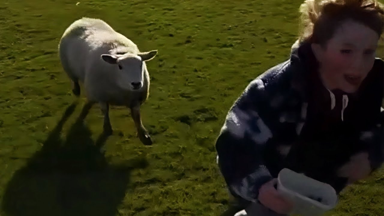 British Memes 130 | Funny Brits | Laugh Out Loud