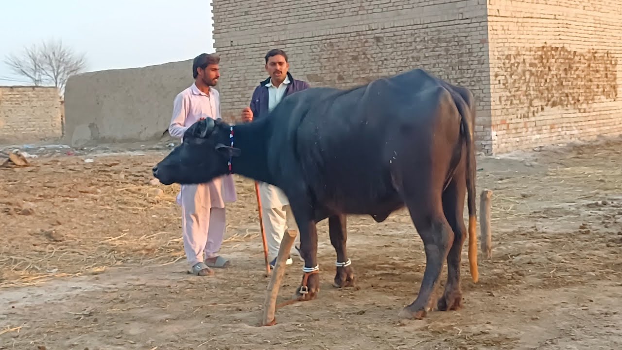 پیورنیلی کی باکھڑی دوجن بھینس برائےفروخت26جنوری | Pure Nilli High Milking Buffalo for sale in Punjab