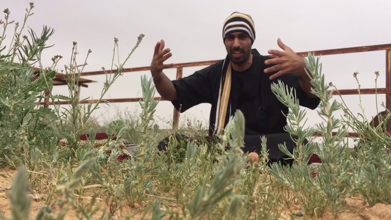 أهمية قود الخيل قبل الركوب والفرق بين قود العسف والقود العادي واسلوبي وطريقتي في قود العسف