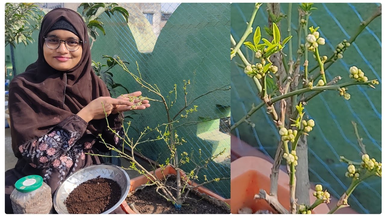 লেবু গাছে মুকুল আসার পর এই কাজগুলি অবশ্যই করুন | লেবু গাছের পরিচর্যা🍋@greenfriends8901@TerraceGarden