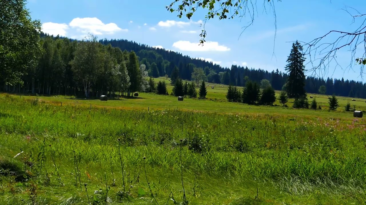 Listening the Wind and the Nature of Sumava Nationalpark | Binaural Ambient Sounds for Relaxing