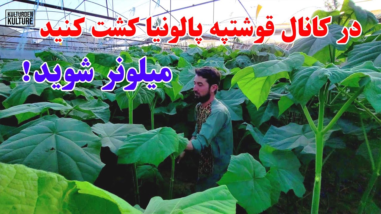 درخت پالونیا پولساز درافغانستان، کشت پالونیا درکنار کانال قوشتپه| Paulownia tree in Afghanistan