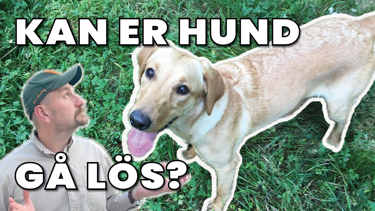 Är din hund Lydig nog för att vara Lös?